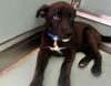 adoptable Dog in  named HARLEY