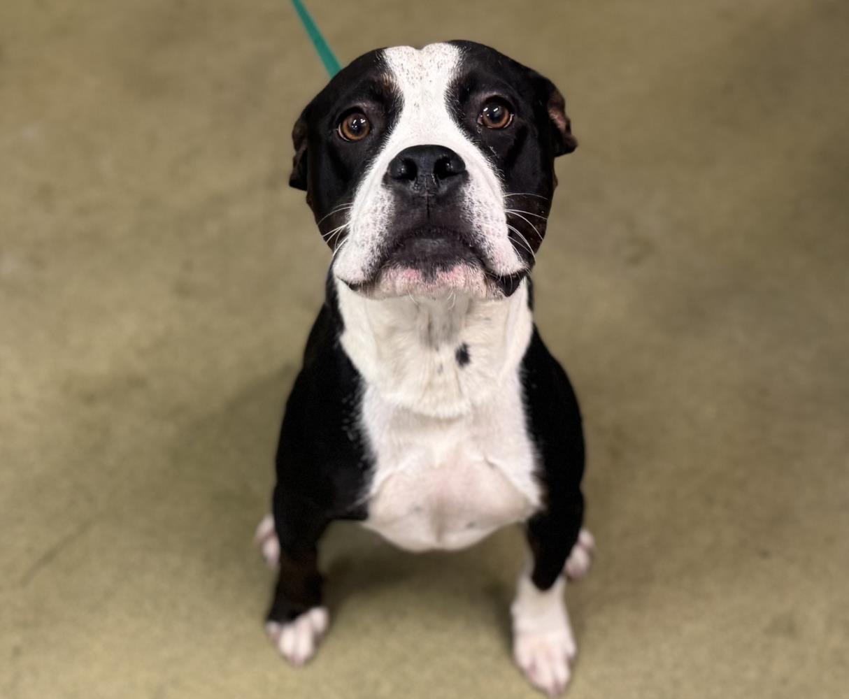 adoptable Dog in Moreno Valley, CA named A544622