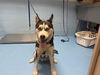 adoptable Dog in  named A544623