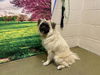 adoptable Dog in  named A544625
