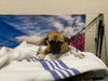 adoptable Dog in Moreno Valley, CA named A544627