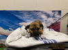 adoptable Dog in Moreno Valley, CA named A544628