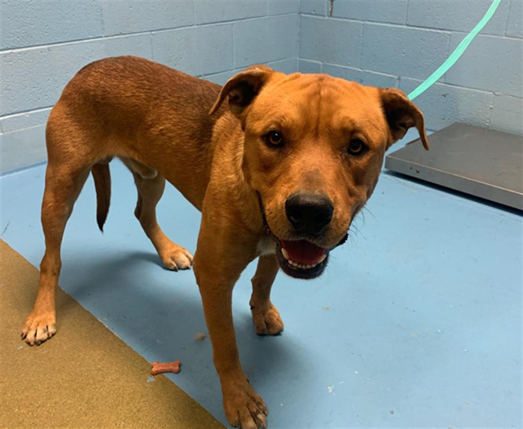 adoptable Dog in Moreno Valley, CA named A544631