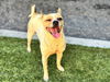adoptable Dog in Moreno Valley, CA named A544632