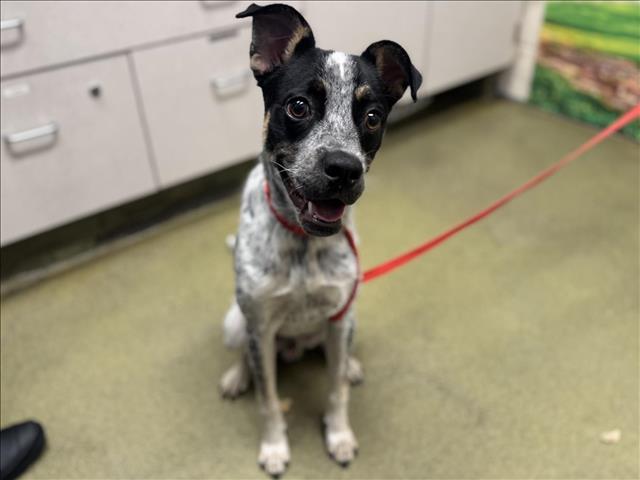 adoptable Dog in Moreno Valley, CA named A544636