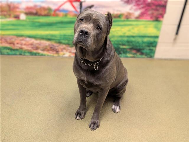 adoptable Dog in Moreno Valley, CA named A544642