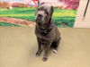 adoptable Dog in  named A544642