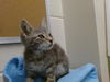 adoptable Cat in Moreno Valley, CA named A544643