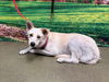 adoptable Dog in  named A544649