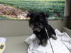 adoptable Dog in  named A544656
