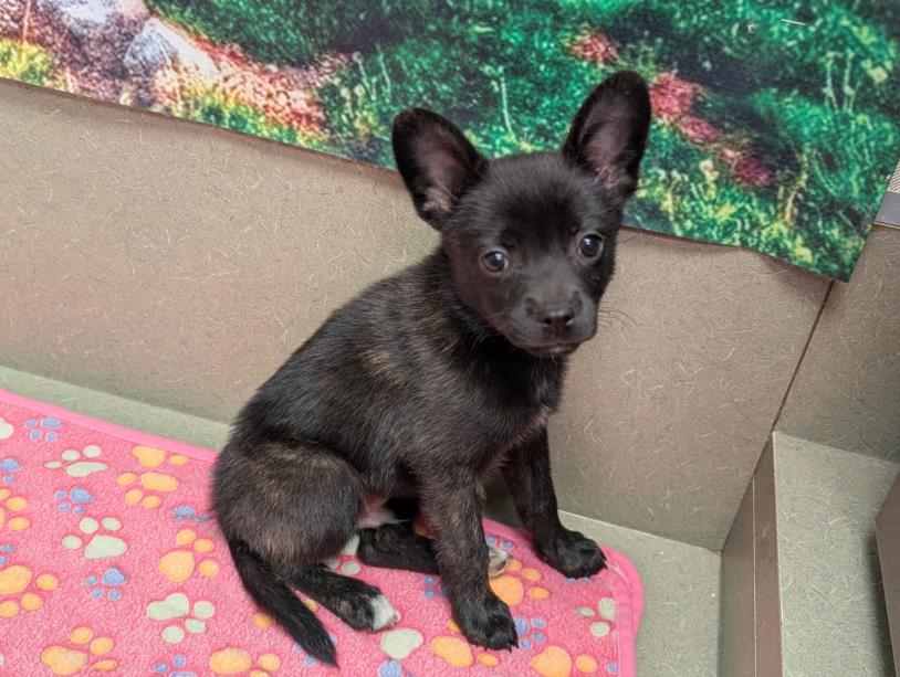 adoptable Dog in Moreno Valley, CA named A544663
