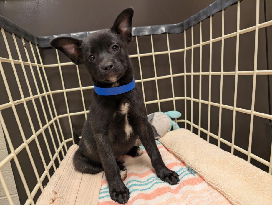 adoptable Dog in Moreno Valley, CA named A544664