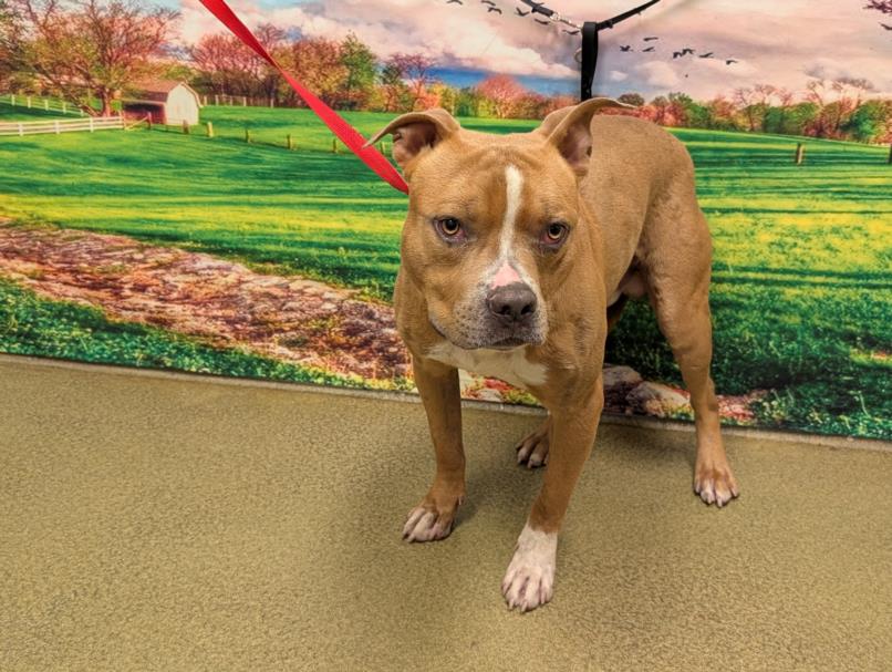 adoptable Dog in Moreno Valley, CA named BENNET