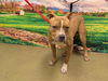 adoptable Dog in Moreno Valley, CA named BENNET