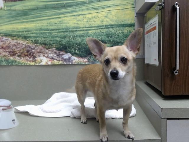 adoptable Dog in Moreno Valley, CA named A544666