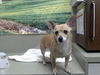 adoptable Dog in  named A544666