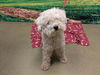 adoptable Dog in Moreno Valley, CA named A544672