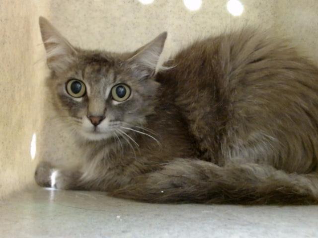 adoptable Cat in Moreno Valley, CA named A543786