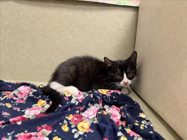 adoptable Cat in Moreno Valley, CA named A544841