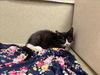 adoptable Cat in Moreno Valley, CA named A544841