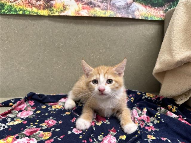 adoptable Cat in Moreno Valley, CA named A544842