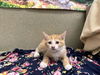 adoptable Cat in Moreno Valley, CA named A544842