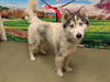 adoptable Dog in  named A544380