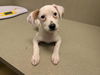 adoptable Dog in Moreno Valley, CA named A544674