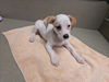 adoptable Dog in Moreno Valley, CA named A544675
