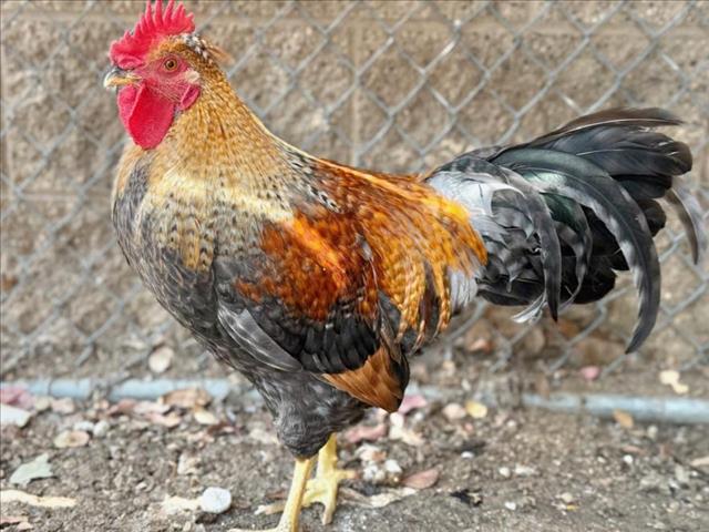 adoptable Chicken in Moreno Valley, CA named A544687