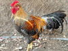 adoptable Chicken in Moreno Valley, CA named A544687
