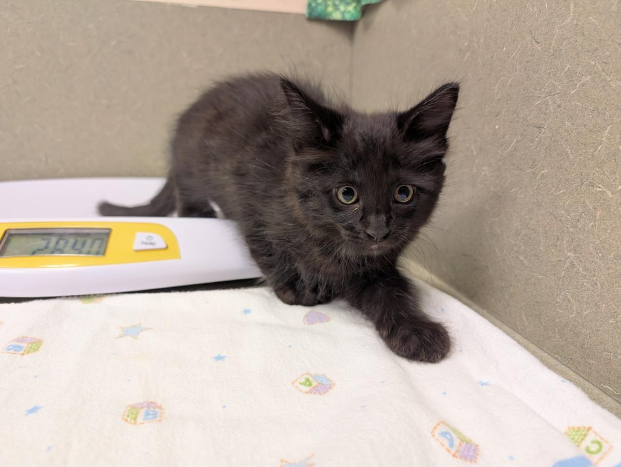 adoptable Cat in Moreno Valley, CA named A544690