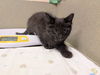 adoptable Cat in Moreno Valley, CA named A544690