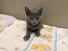 adoptable Cat in Moreno Valley, CA named A544691