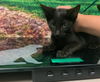 adoptable Cat in Moreno Valley, CA named A544697