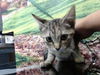 adoptable Cat in Moreno Valley, CA named A544698