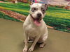 adoptable Dog in Moreno Valley, CA named A544701