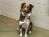 adoptable Dog in  named A544705