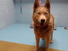 adoptable Dog in Moreno Valley, CA named BUDDY HOUDINI
