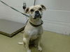 adoptable Dog in Moreno Valley, CA named CYNTHIA
