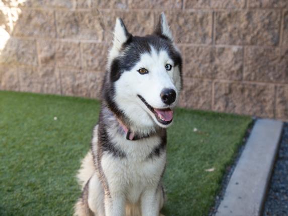 adoptable Dog in Moreno Valley, CA named GRACIE