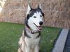 adoptable Dog in  named GRACIE