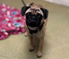 adoptable Dog in  named A544727