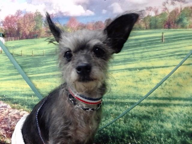adoptable Dog in Moreno Valley, CA named A544730