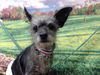 adoptable Dog in  named A544730