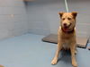 adoptable Dog in  named A544777