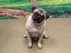 adoptable Dog in  named A544779