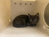 adoptable Cat in  named A544797