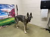 adoptable Dog in  named ROXI