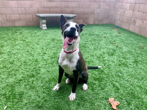 picture of the dog needing adoption